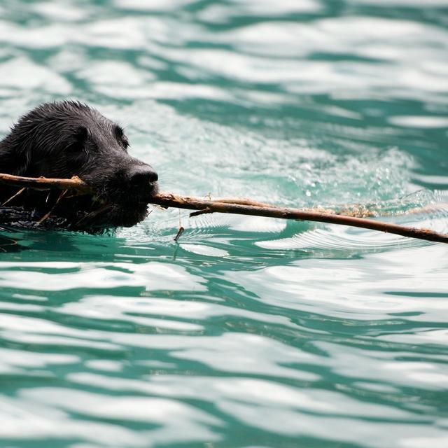 Six chiens sont morts suite à un empoisonnement sur les bords du lac de Neuchâtel depuis mercredi. [Keystone - Samuel Truempy]