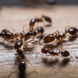 Les fourmis sont des animaux sociaux.
mathisa
Depositphotos [mathisa]
