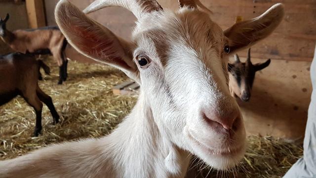 Une habitante de La Ferme de La Lizerne. [La Ferme de La Lizerne]