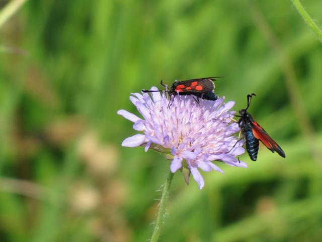 Des Zygènes des Thérésiens (en latin Zygaena viciae), une espèce rare de papillon, digne de protection dans le canton de Zurich. [Pro Natura - Simone Bossart]