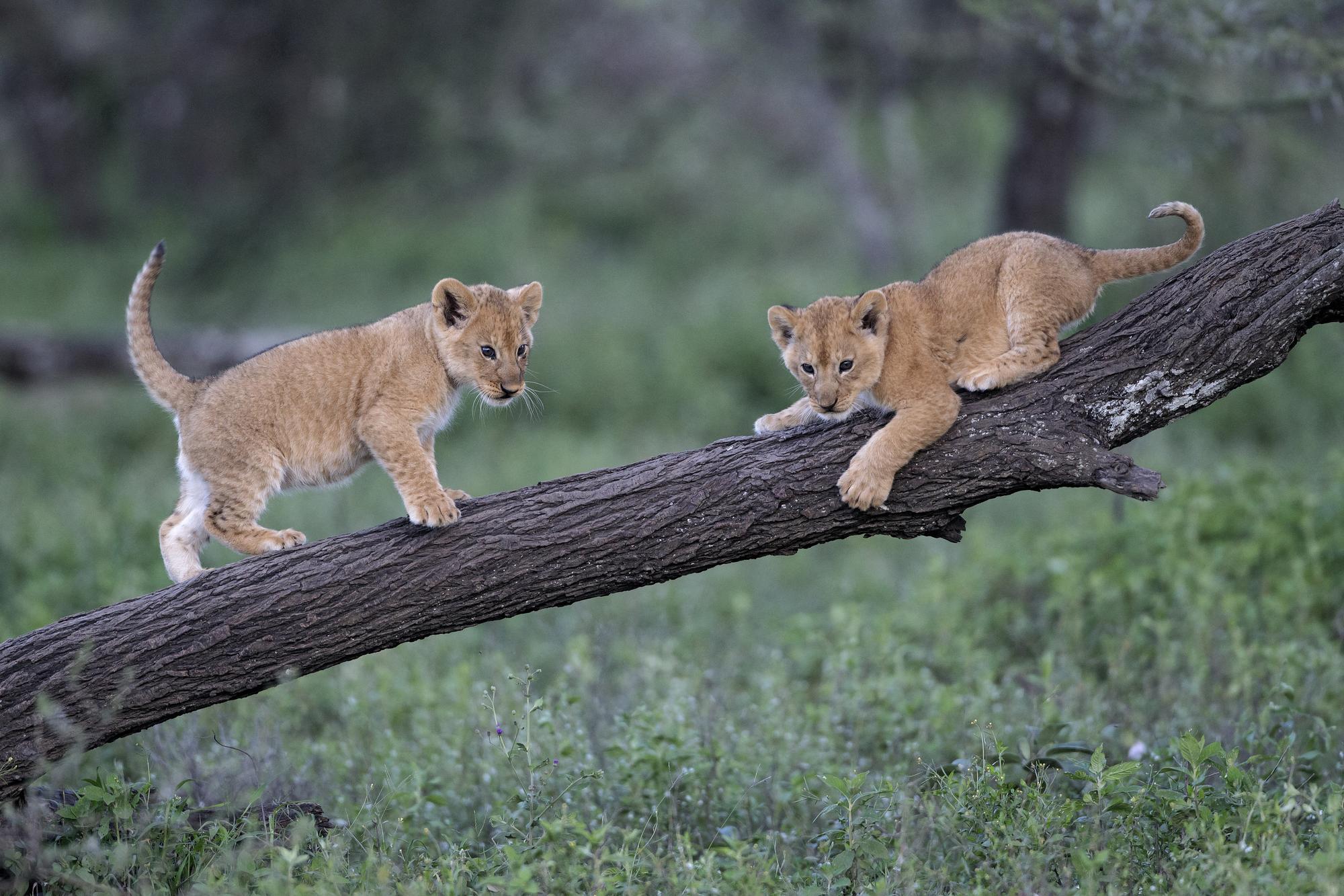 Deux lionceaux dans la zone de conservation de Ngorongoro. [afp - Biosphoto / Pierluigi Rizzato]