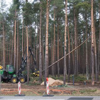 La justice a ordonné à Tesla d'arrêter d'abattre des arbres sur le site boisé près de Berlin. [Keystone - Jörg Carstensen]