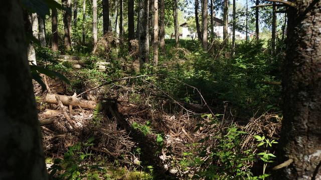 Une forêt jurassienne infestée par le bostryche. [RTS - Gaël Klein]