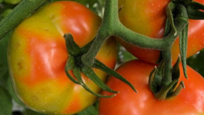 Les tomates atteintes par le Tomato brown rugose fruit virus (ToBRFV) mûrissent de manière irrégulière. [Agroscope - Salvatore Davino]