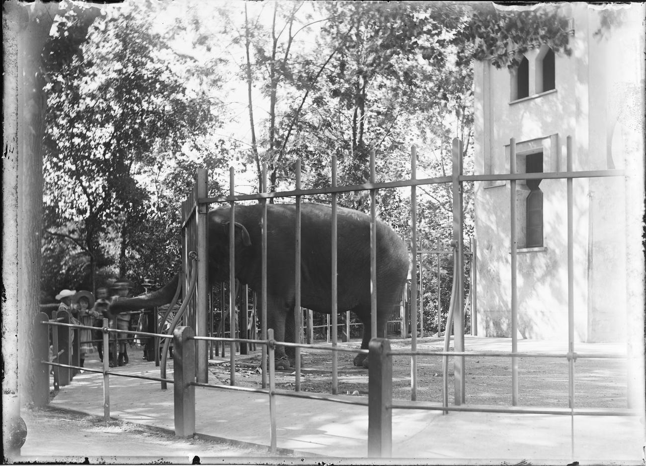 Miss Kumbuk, premier éléphant d'Asie présenté à Bâle, avait un minuscule enclos construit en 1891. [KEYSTONE - Keystone]