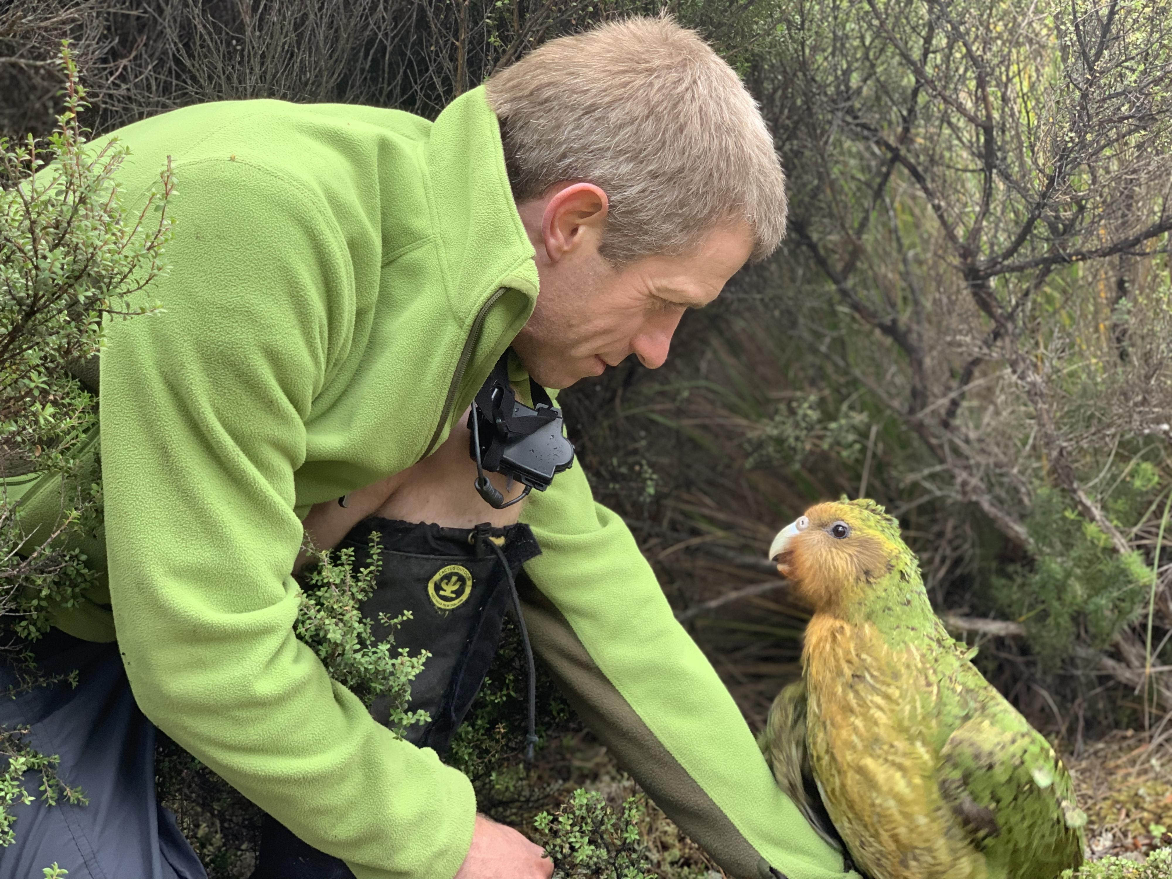 Le biologiste Andrew Digby en compagnie d'un kakapo. [Department of Conservation, New Zealand]