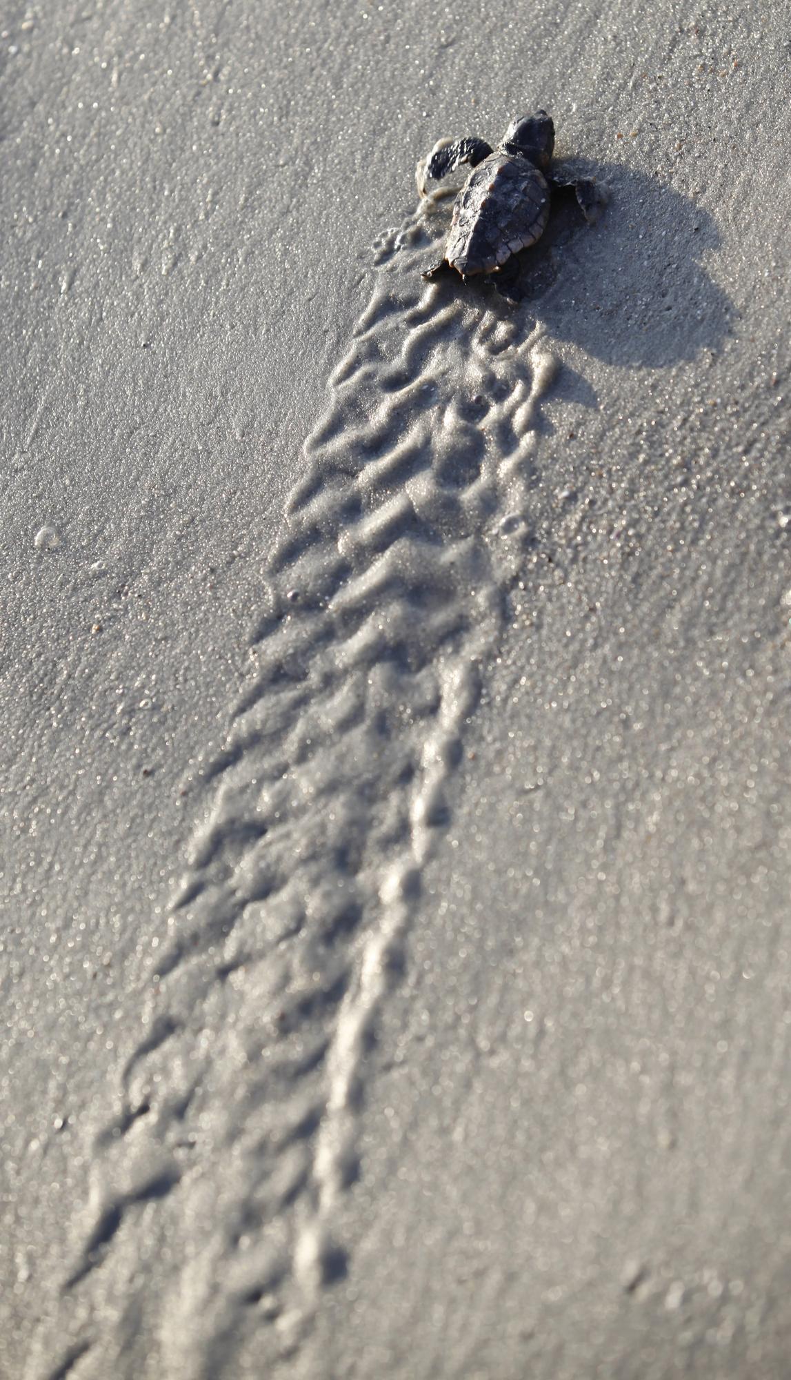 Une tortue Caouanne (Caretta caretta) de trois jours rejoint les vagues de Myrtle Beach State Park en Caroline du Sud, Etats-Unis, août 2012. [Reuters - Randall Hill]