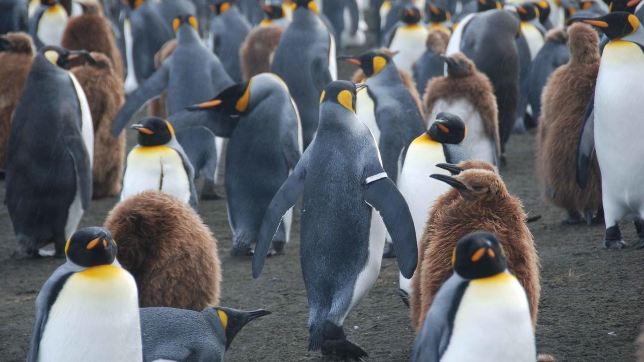 Onze nouvelles colonies de manchots empereurs ont été détectées en Antarctique. [AP - Benoît Gineste]