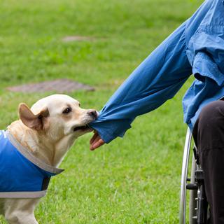Un chien enlève la veste de son propriétaire handicapé. [Depositphotos - AntonioGravante]