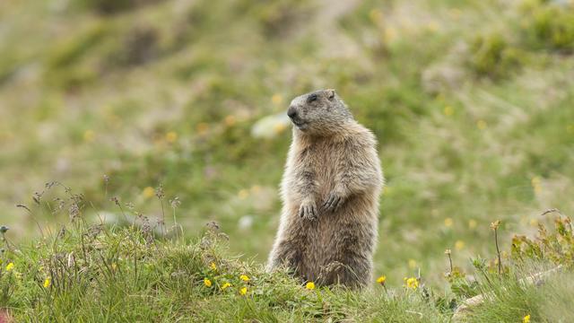 Une marmotte. [Depositphotos - imagebrokermicrostock]