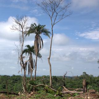De nombreux projets de reboisement sont en cours en Afrique subsaharienne, région fortement touchée par la déforestation. Ici déforestation de la forêt de l'ouest de l'Ouganda. [AFP - Jean-François Noblet / Biosphoto]