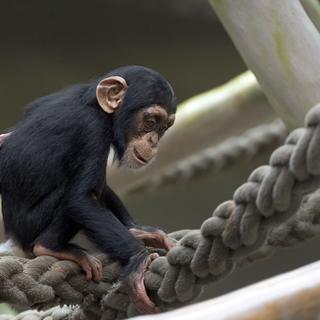 Les grands singes sont une des attractions du zoo de Bâle [Keystone]