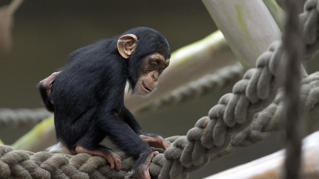 Les grands singes sont une des attractions du zoo de Bâle [Keystone]