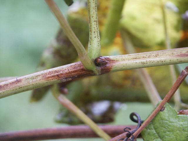 Une tige de vigne attaquée par la flavescence dorée. [CC BY 2.0 AT - Josef Klement]