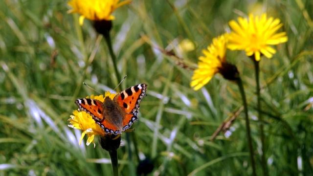 Les plantes qui permettent aux insectes de se nourrir ont fortement diminué durant les 100 dernières années. [KEYSTONE - Sigi Tischler]