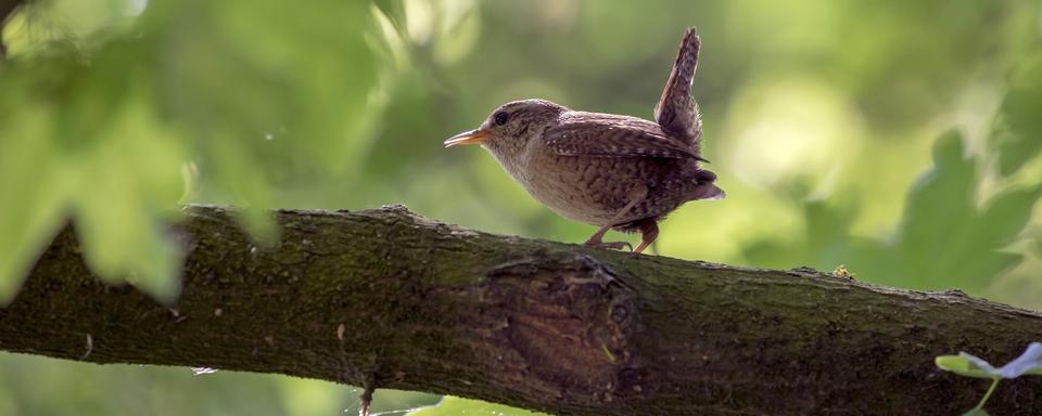 Un troglodyte mignon perché sur une branche. [Depositphotos - EBFoto]