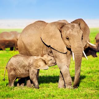 La gestation d'une éléphante dure 22 mois. [Depositphotos - Photocreo]
