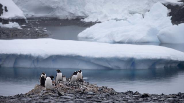 Des pingouins Gentoo non loin de la station Bernardo O'Higgins, en Antarctique, le 22 janvier 2015. [Keystone/ap photo - Natacha Pisarenko]