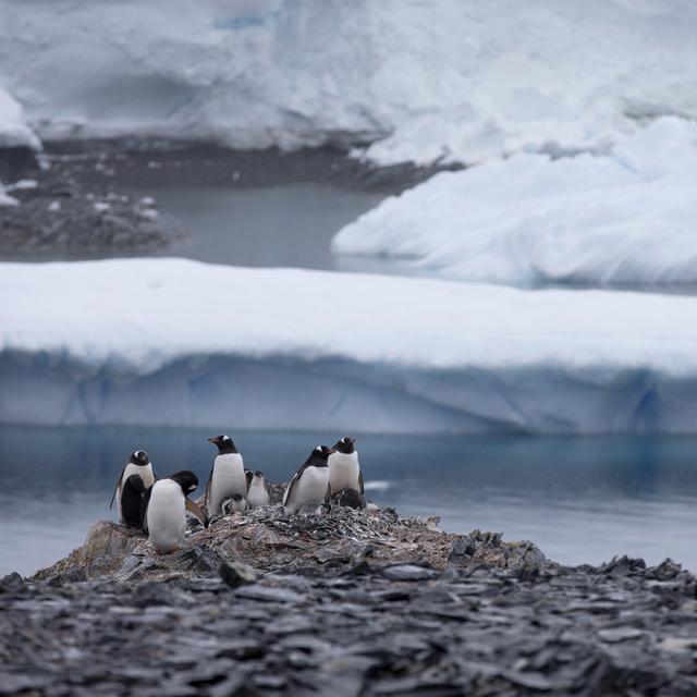 Des pingouins Gentoo non loin de la station Bernardo O'Higgins, en Antarctique, le 22 janvier 2015. [Keystone/ap photo - Natacha Pisarenko]