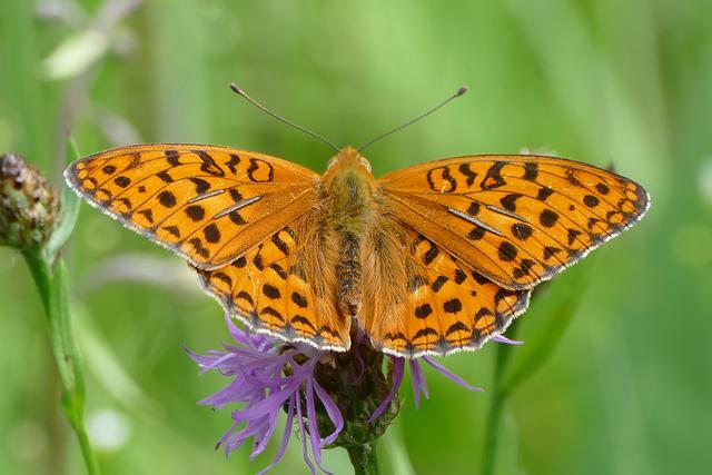 Un Moyen nacré (en latin, Argynnis adippe), une espèce rare de papillon, digne de protection dans le canton de Zurich. [Pro Natura - Heiri Schiess]