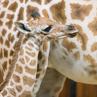 Rohaya est née le 11 novembre 2020 au Zoo de Bâle.
Img dans photothèque presse du Zoo
Zoo Basel [Zoo Basel]