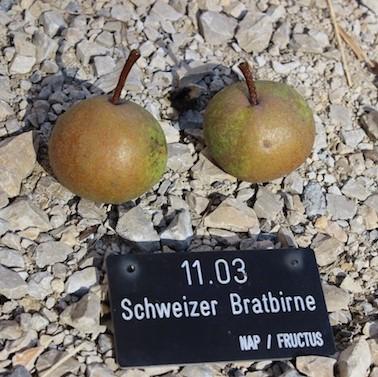Les poires à cuire ont substitué les pommes de terre durant la famine qui a touché Zurich au XIXe siècle. [Fructus]