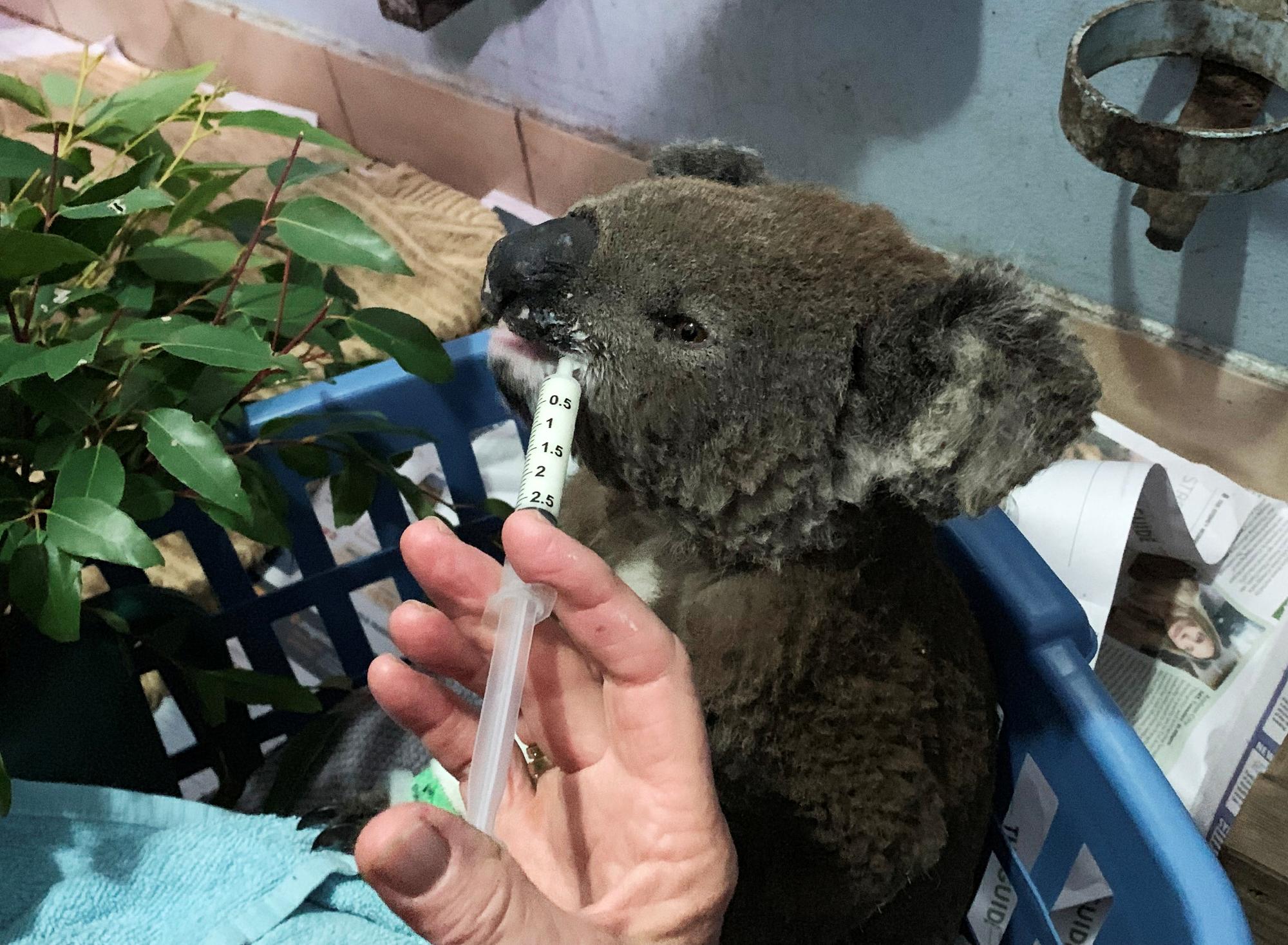 Un koala souffrant de brûlures est soigné à l'hôpital de Port Macquarie, le 7 novembre 2019. [Reuters - Stefica Nicol Bikes]