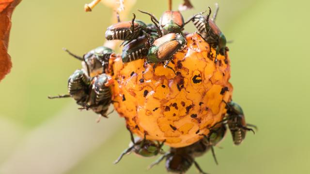 Des scarabées japonais à l'ouvrage.
Agroscope
Admin.ch [Admin.ch - Agroscope]