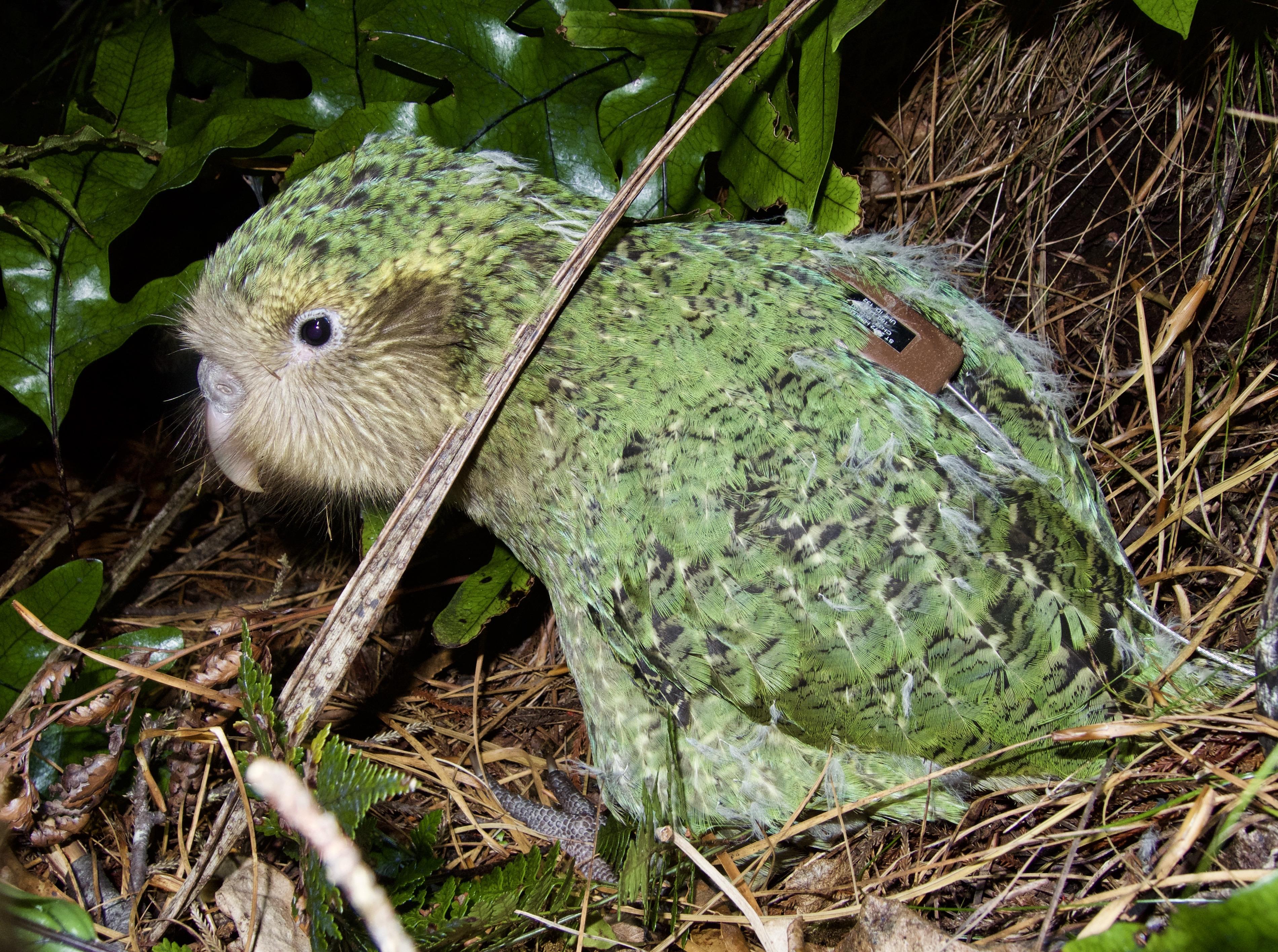 Les kakapos sont tous équipé d'un émetteur – un petit boîtier arrimé sur leur dos – afin de suivre leurs mouvements et pouvoir les retrouver sur les îles pour leur faire régulièrement un bilan de santé. [Department of Conservation, New Zealand - Andrew Digby]
