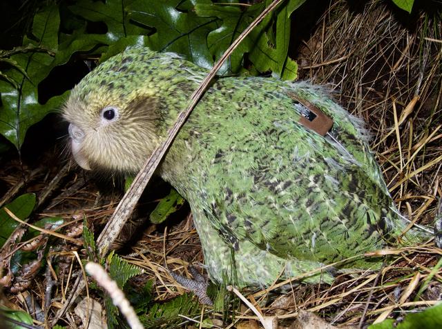 Les kakapos sont tous équipé d'un émetteur – un petit boîtier arrimé sur leur dos – afin de suivre leurs mouvements et pouvoir les retrouver sur les îles pour leur faire régulièrement un bilan de santé. [Department of Conservation, New Zealand - Andrew Digby]