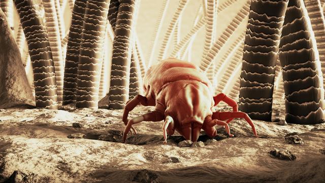 Vision 3D d'un acarien domestique. Les acariens sont des arachnides microscopiques invisibles à l'œil nu. [Depositphotos - 3dmentat]