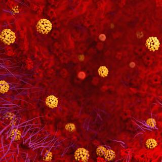 Représentation du coronavirus dans les poumons.
animaxx3d
Depositphotos [animaxx3d]