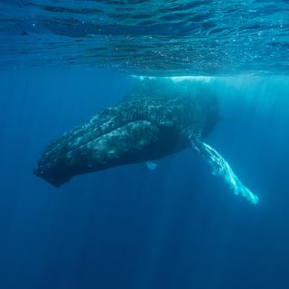 Les baleines ont un chant caractéristique.
ead72
Depositphotos [ead72]