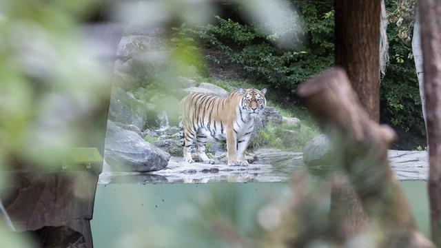 Le tigre mâle du zoo de Zurich Sayan, photographié après l'accident de samedi. C'est la femelle, Irina, qui serait à l'origine de l'attaque. [Keystone/EPA - Ennio Leanza]