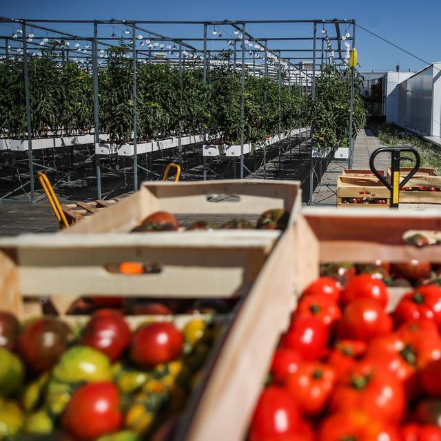 La plus grande ferme urbaine d’Europe à ouvert en juillet au cœur de Paris. [EPA/Keystone - Mohammed Badra]