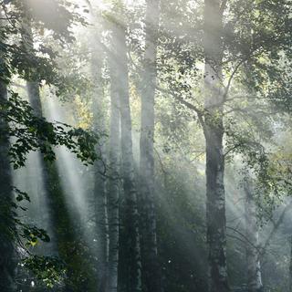 Rayons de soleil dans un brouillard dans la forêt. [Depositphotos - alex.stemmer]