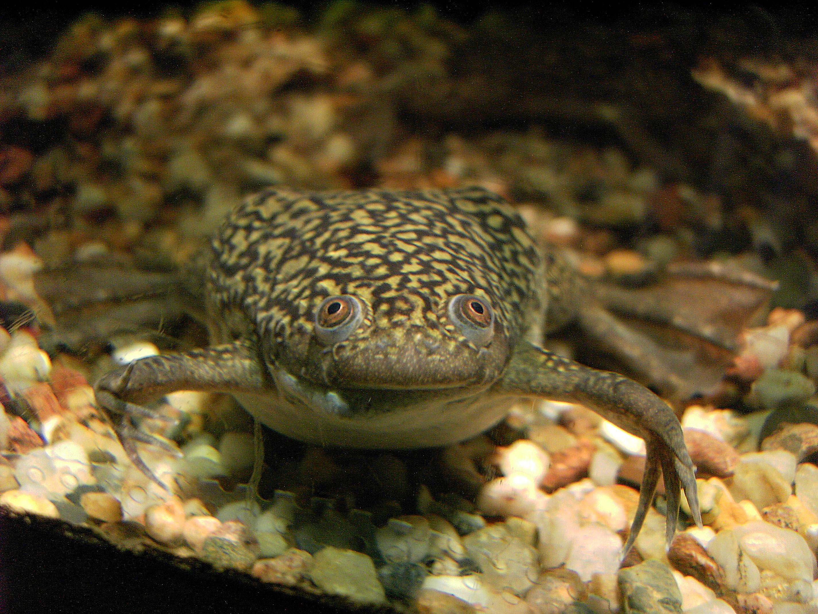 Une Xénope lisse. Les cellules souches de peau et de cœur d'embryons de cette grenouille ont servis à la fabrication du xénobot, le premier robot vivant. [CC BY 2.5 - Ben Rschr]