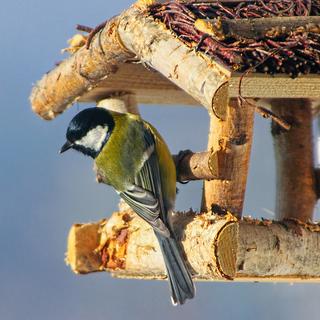 Mésange Charbonnière accrochée à une mangeoire. [Pixabay - ju-ka]