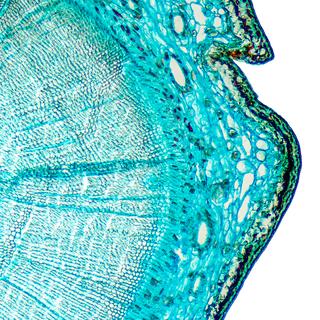 Une coupe d'arbre au microscope. [Depositphotos - Furian]