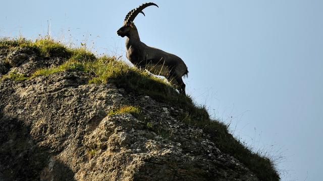 Le canton du Valais interdit la chasse aux bouquetins pour les étrangers. [KEYSTONE - Dominic Favre]