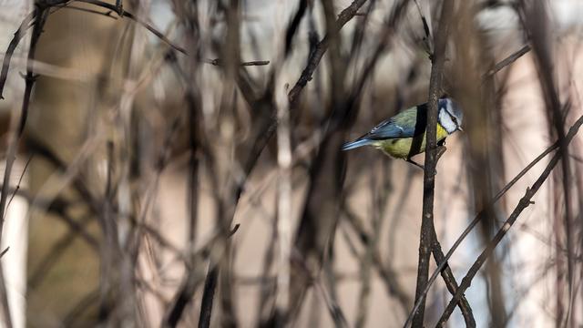 Une mésange bleue à Genève. [Keystone - Martial Trezzini]