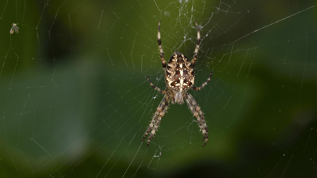 Comme d'autres araignées, l'épeire diadème souffre de la diminution du nombre d'insectes [AFP/Biosphoto - Jean-Yves Grospas]
