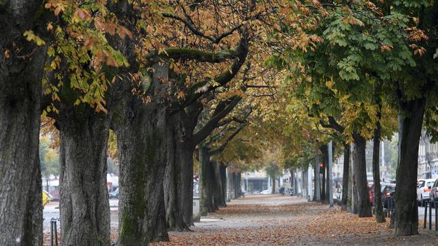 Des marronniers bordant la plaine de Plainpalais à Genève. [Keystone - Martial Trezzini]