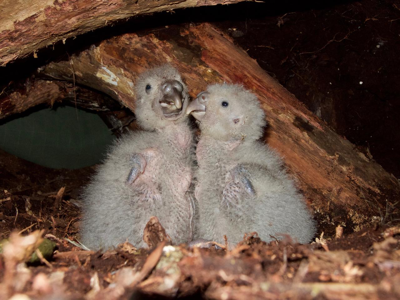 Les poussins kakapo mangent un demi-kilo de baies de rimu par nuit. C'est leur mère qui va cueillir la nourriture. [Department of Conservation, New Zealand - Andrew Digby]