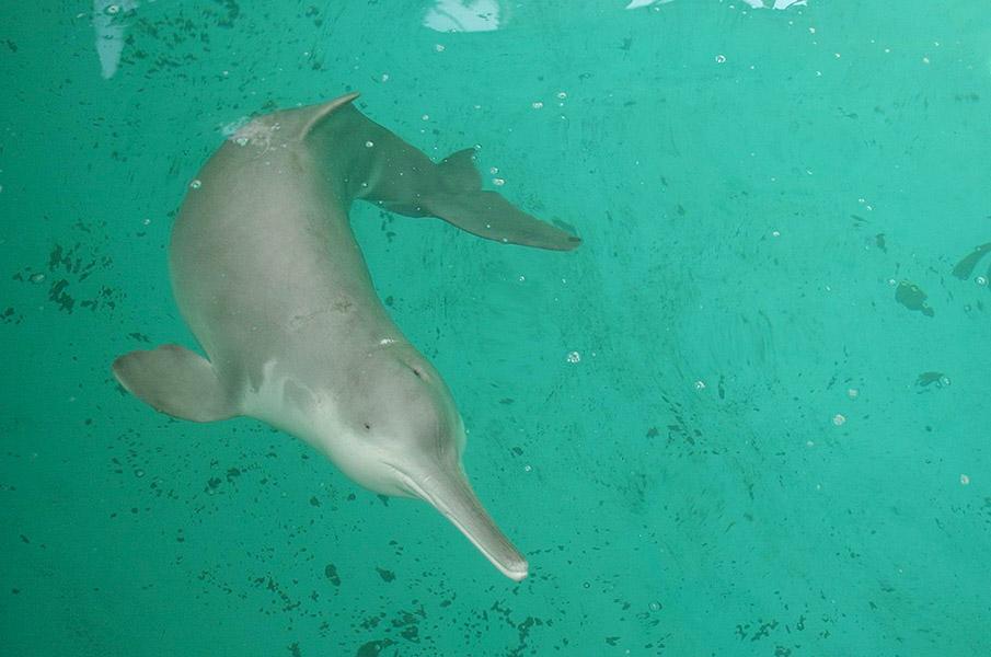 Un dauphin de Chine (Lipotes vexillifer), photographié en captivité le 16 janvier 2012. [CC/Wikimedia - Institute of Hydrobiology, Chinese Academy of Sciences]