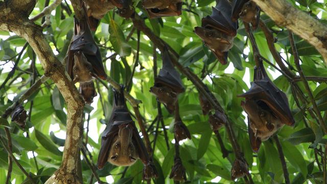 Au Gabon, des chauves-souris ont hébergé le virus Ebola.
Christophe Lepetit/Only France
AFP [Christophe Lepetit/Only France]