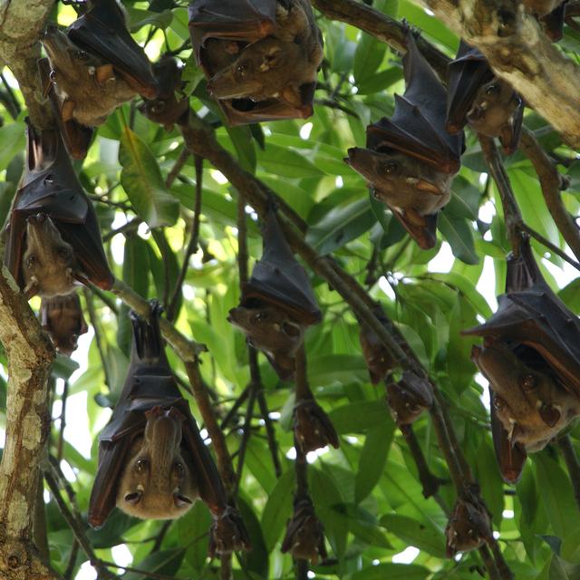 Au Gabon, des chauves-souris ont hébergé le virus Ebola.
Christophe Lepetit/Only France
AFP [Christophe Lepetit/Only France]