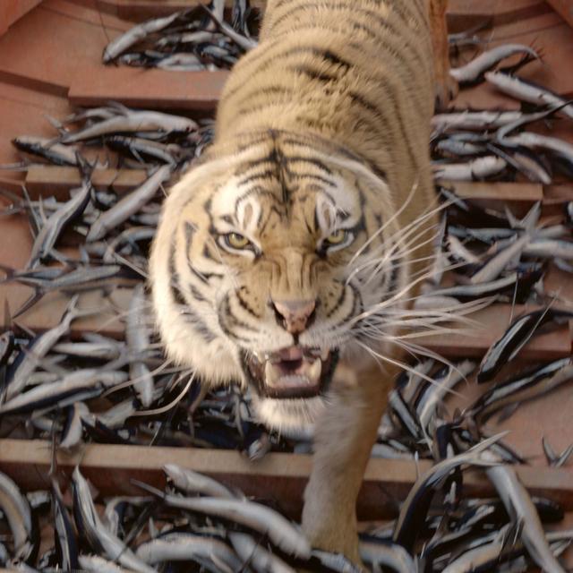 Le tigre numérisé de "L'Odyssée de Pi" de Ang Lee. [Collection ChristopheL via AFP - Dune Entertainment / Ingenious M /]