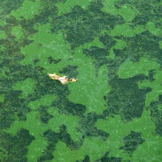Aspect possible d'une efflorescence cyanobactérienne, aussi appelée "algues bleues". [CC/Wikimedia - Lamiot]