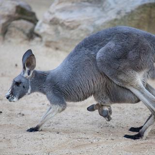 La méthode kangourou pour les prématurés s'inspire de ces animaux australiens.
NataliaGolovina
Depositphotos [NataliaGolovina]